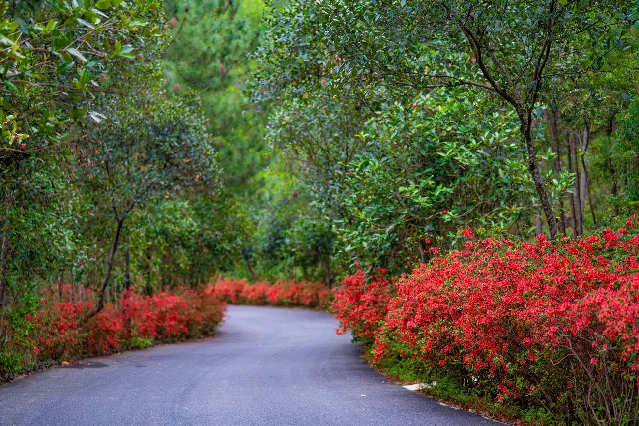 Con đường hoa đỗ quyên rực rỡ tại Thanh Xuân Valley, tạo nên khung cảnh thiên nhiên thanh bình và cuốn hút.